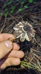 Lepiota flammeotincta