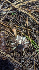 Lepiota flammeotincta