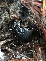 Scaphinotus cordatus