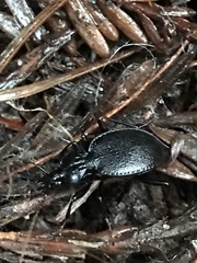 Scaphinotus cordatus