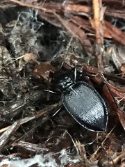 Scaphinotus cordatus