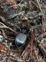 Scaphinotus cordatus