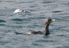 Phalacrocorax capillatus