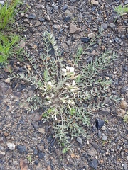 Astragalus scaberrimus