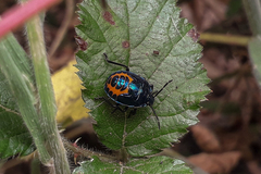 Comperocoris roehneri