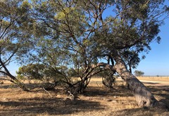 Eucalyptus microcarpa