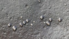 Cellana nigrolineata