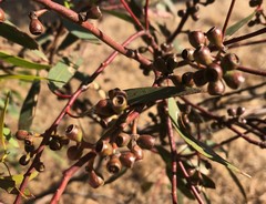 Eucalyptus microcarpa
