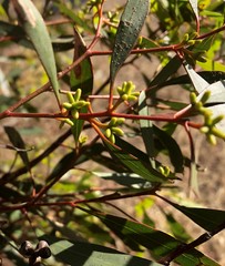 Eucalyptus microcarpa