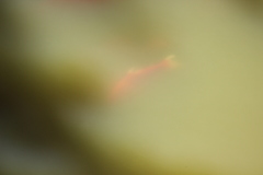 Cyprinus rubrofuscus