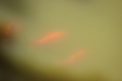 Cyprinus rubrofuscus