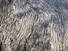 Eucalyptus microcarpa