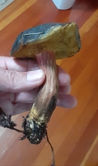 Xerocomellus atropurpureus