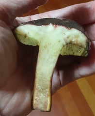 Xerocomellus atropurpureus