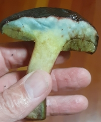 Xerocomellus atropurpureus