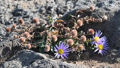 Aster spathulifolius