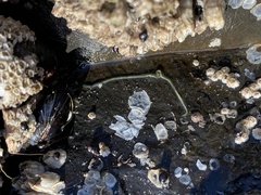 Emplectonema gracile