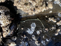 Emplectonema gracile