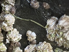 Emplectonema gracile