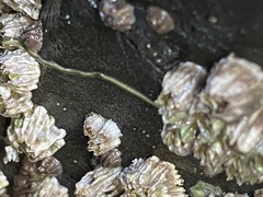 Emplectonema gracile