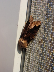 Orthosia limbata