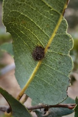 Disholandricus lasius