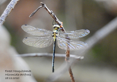 Micromidia atrifrons