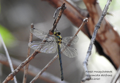 Micromidia atrifrons