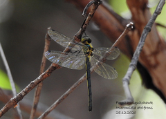 Micromidia atrifrons