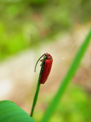 Dictyoptera gorhami
