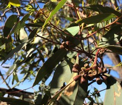 Eucalyptus microcarpa