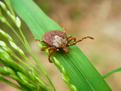 Amblyomma testudinarium