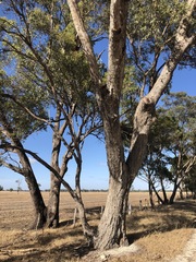 Eucalyptus microcarpa