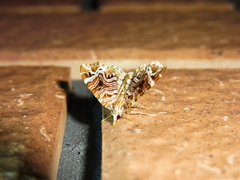 Lobogonodes multistriata