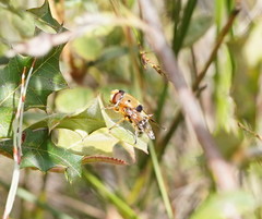 Austalis pulchella