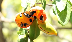 Sterculia quadrifida
