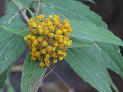Alloispermum colimense