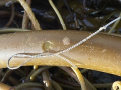 Spiochaetopterus costarum image