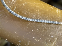 Spiochaetopterus costarum