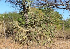 Opuntia karwinskiana
