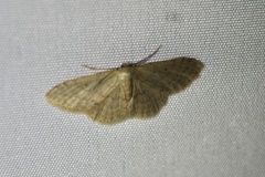 Idaea invalida