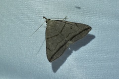 Zanclognatha griselda