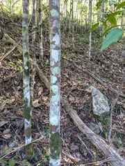 Flindersia bennettii