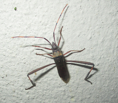 Hypselopus gigas
