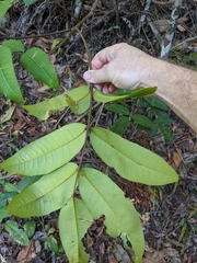 Flindersia bennettii