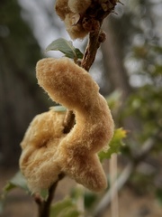 Heteroecus dasydactyli