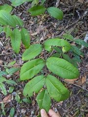 Flindersia bennettii