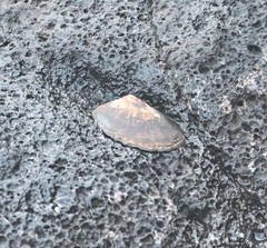 Cellana nigrolineata