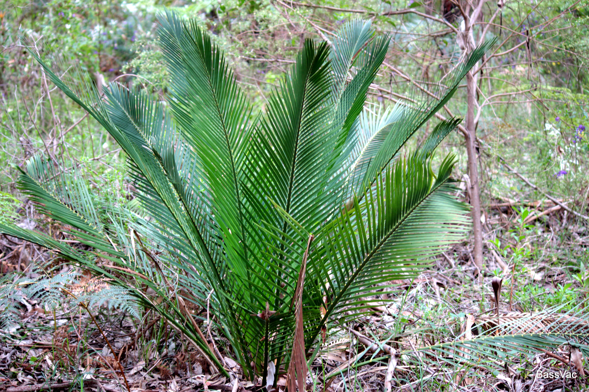 Macrozamia riedlei