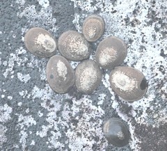 Cellana nigrolineata